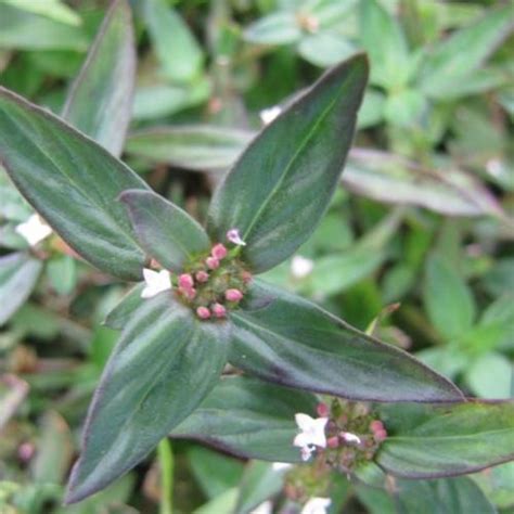 Florida False Buttonweed (Spermacoce keyensis)