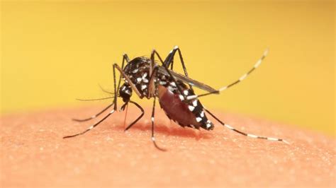 Florida Health Officials raise alarm for dengue fever as cases climb