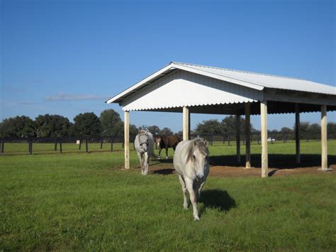 Florida Horse Rescue Groups - RESCUE SHELTER