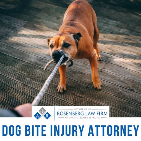 Florida Leash Laws and Dog Bite Laws Dog Bite Attorney