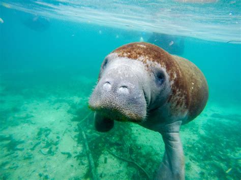 Florida Manatee Swims