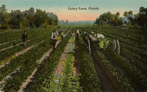 Florida Memory • Celery farm, Florida.