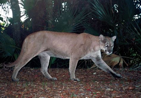 Florida Panther » Theblogy.com