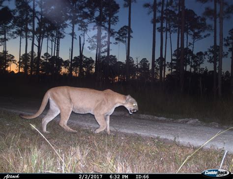 Florida Panther National Wildlife Refuge - fws.gov