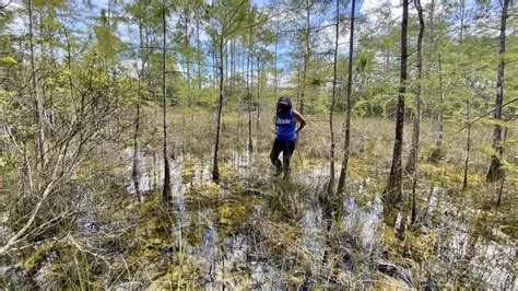 Florida Python Challenge lessons Snakes are good at hiding Tampa Bay