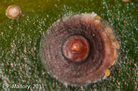 Florida Red Scale (Chrysomphalus aonidum) · iNaturalist