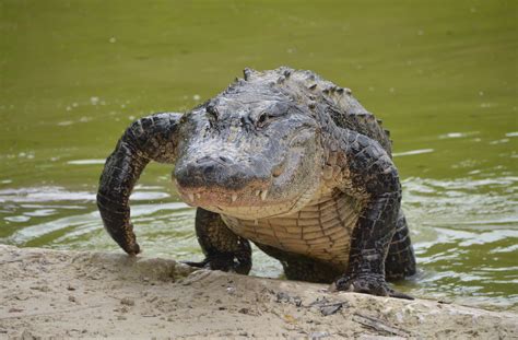 Florida alligator