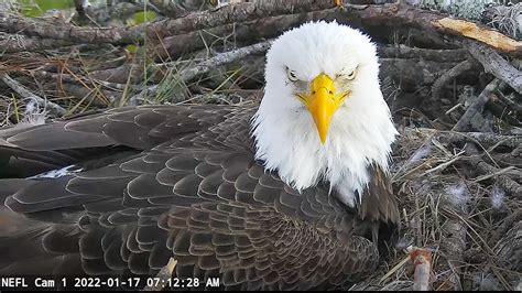 Florida bald eagle hatchlings nearly here: Magical moments await bird …