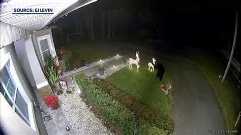 Florida bear takes down decorations, leaving family with unforgettable Christmas memory