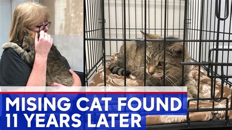 Florida cat reunited with family after 11 years
