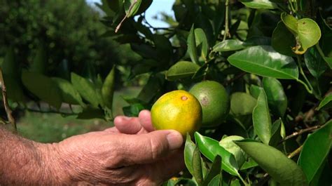 Florida citrus forecast improves over last year when hurricanes hit state