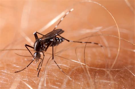 Florida county reports its 7th case of locally contracted malaria
