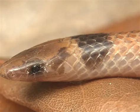 Florida crowned snake - Facts, Diet, Habitat & Pictures on …