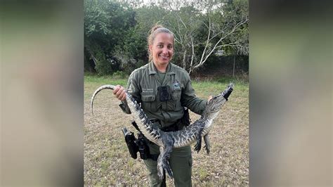 Florida deputies wrangle alligator found camped out under resident's car