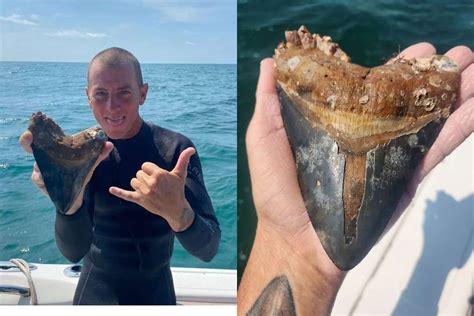 Florida diver finds massive megalodon tooth