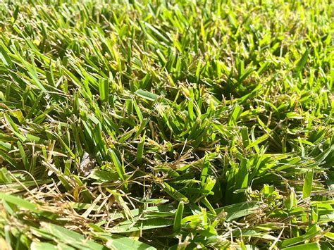 Florida grass. A favorite in warm coastal regions due to its ability to tolerate salt, high humidity, and toasty temperatures, St. Augustine grass (Stenotaphrum secundatum) is widely grown in Hawaii, Florida ... 