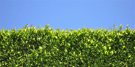 For a tall murraya hedge, this plant will easily grow to a height of around 2 to 3 metres and can be well-maintained at this height. However, if you want to grow a much lower hedge, there are also dwarf varieties available that will work equally as well. To get a nice dense hedge, you want to space the plants around 50 cm to 1 metre apart.. 