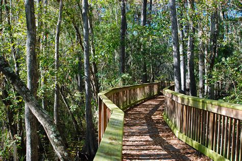 Florida hiking trails. Discover the Scenic Splendor: Best Walking Trails in Kissimmee, Florida ; Celebration Town Center · Celebration Town Center Trail: about 5.5 miles ; Bok Tower ... 