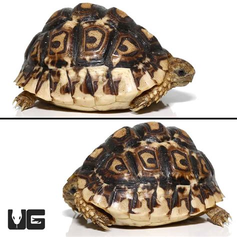 Florida hoobly.  Baby Leopard Tortoises available for adoption.  We also live ...