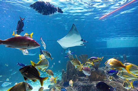 Florida keys aquarium. Dive In! Florida Keys Aquarium Encounters offers unique experiences with some of the ocean's most stunning creatures, including encounters at … 