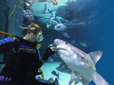 If you're not looking to get in the water, our facility still boasts many activities sure to thrill and excite guests of all ages! Stop by Florida Keys Aquarium Encounters today and immerse yourself in the Magic of the Ocean and the native marine environment of the Florida Keys. Email Email Business Extra Phones. Phone: (305) 743-9063. 