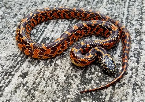 Florida king snake for sale. Brooks Kingsnake. Rated 5.00 out of 5 based on 2 customer ratings. ( 2 Customer Reviews) $ 99.00 $ 89.00. 3 in stock. Add to cart. Species: Lampropeltis getula floridana Sex: Unsexed Length: Approximately 16-18 inches Diet: Pinkie Mice Live Or Frozen/Thawed Image: Representative Image SKU:A4722 Categories: Colubrids, Exotic Pets, Florida King ... 