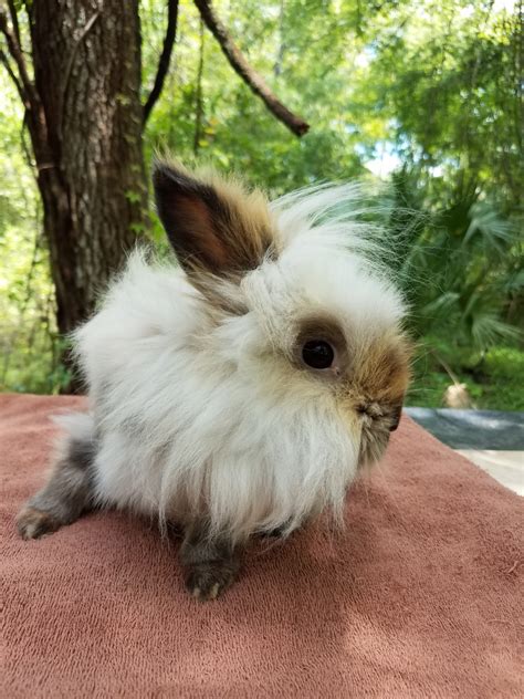 Florida lionhead rabbits. A colony of lionhead rabbits, a domestic breed with a wool mane, has invaded a Florida neighborhood and needs to be removed. Learn about the … 