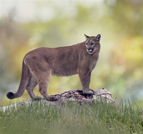 Florida mountain lion. Archeologist Frank Cushing, who led an 1896 expedition that unearthed it from peaty muck in Marco Island, south of Naples, called it the “mountain lion god.” 