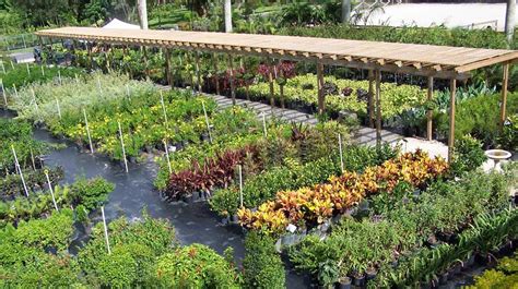 Florida nursery mart. Things To Know About Florida nursery mart. 