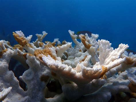 Florida ocean temps surge to 100 degrees as mass coral bleaching event is found in some reefs