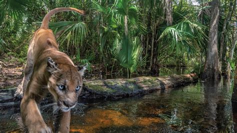 Florida panther captured in Southwest Florida neighborhood, returned to natural habitat
