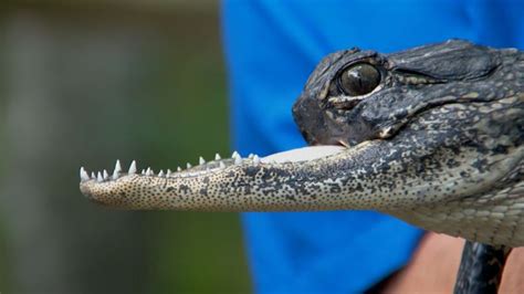Florida park gives apt name to alligator missing top half of its jaw