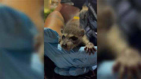 Florida police search woman's backpack, find baby raccoon and glass pipe inside