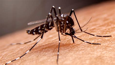 Florida ramps up mosquito control efforts due to 4 cases of locally contracted malaria
