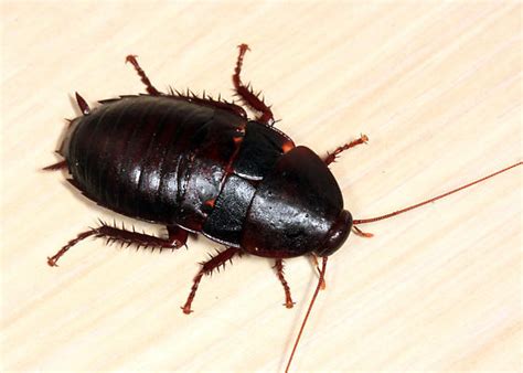 Florida roaches. German Cockroaches in Florida. The German cockroach is distributed worldwide and is the most prevalent species in and around homes, apartments, supermarkets, food processing plants, and restaurants. Ships, especially cruise ships and naval vessels can also be heavily infested. These roaches prefer warm humid environments and … 