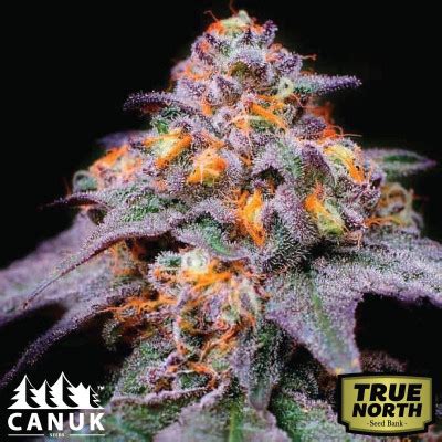 Terp profile: 1.69% Limoline, .66% linalool, .62% cary, .33% nero %17 total cannabinoids. This brand is absolutly fire. This strain makes me feel smoothed out and numb. Its a smooth smoke from a .... 