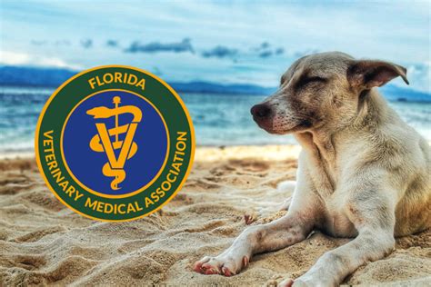 Florida veterinary medical association. Things To Know About Florida veterinary medical association. 