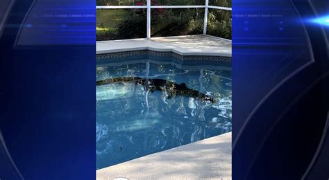 Florida wildlife officials called after alligator discovered in homeowner’s pool
