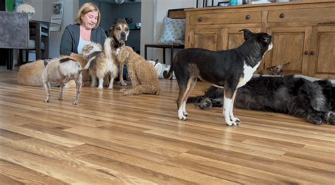 Florida woman dedicates her life to helping senior hospice dogs