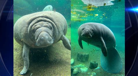 Florida zoo giving special care to Romeo and Juliet, ‘two of the oldest living manatees’