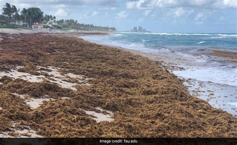 Florida-bound seaweed blob contains flesh-eating bacteria, study shows