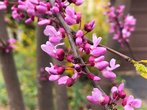 Florist «Buds & Blooms at Enumclaw», reviews and photos, 1409 …