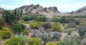 Floristic Discovery In The California Desert - Natural Reserve …