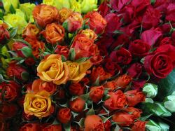 Florists in Ripley, West Virginia - Kroger