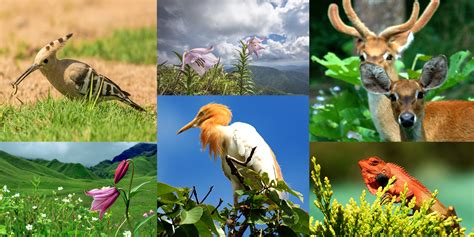 FUND FOR WILD FLORA AND FAUNA is a Bulgarian nature conservation NGO that is dedicated to restore species in extinction as a conservation tool on national and ...