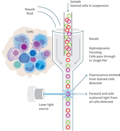 Flow Cytometry: Basic Principles, Procedure and Applications in Pathology