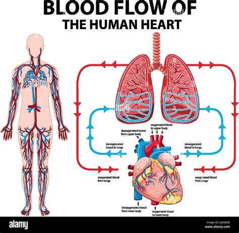 Flow Through: Flow through the Heart - Pathophysiology - Flow through the Heart - Pathophysiology image 1