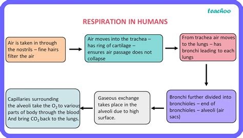 Flow chart of respiration in human beings