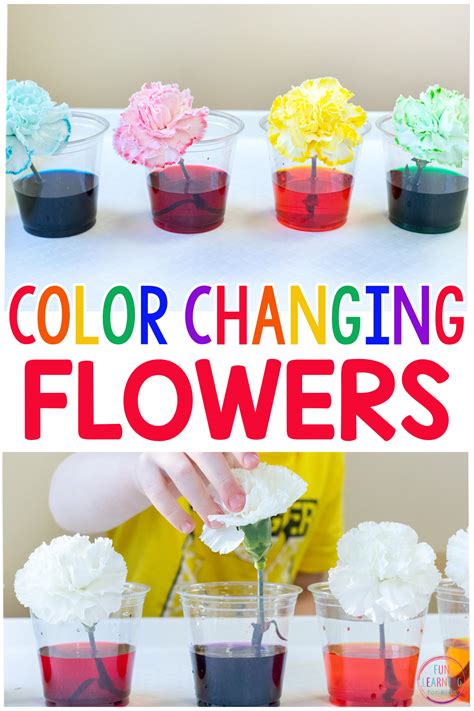 Flower And Food Coloring Experimen