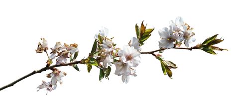 Flower Branch Png - Etsy